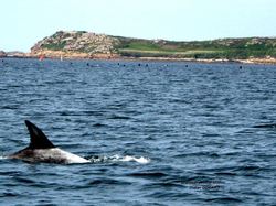 Marsoin devant l'Ile Millau